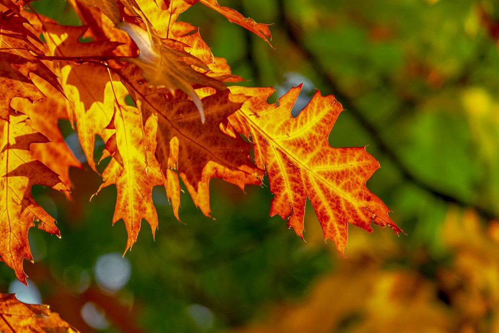 Fall Foliage